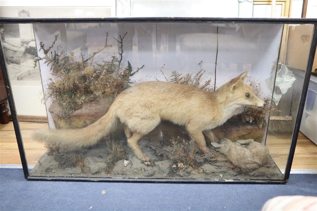 An early 20th century taxidermy fox catching a rabbit, cased, 110 x 65cm